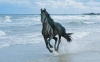 black_stallion Profile Picture