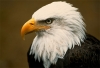 condor Profile Picture