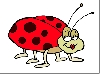 LadyBug Profile Picture