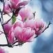 magnolia Profile Picture