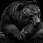 Harley Davidson Profile Picture