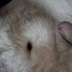 Str Lol Profile Picture
